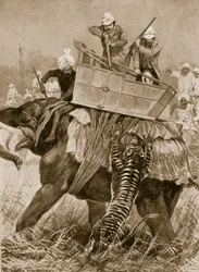 Prinsen av Wales besök i Indien, 1876: Prinsens elefant laddad av en tiger i Nepaul Terai, 21 februari från "The Illustrated London News", 1901